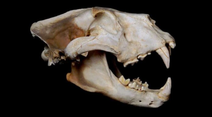 Denti di leone - Teschio di leone