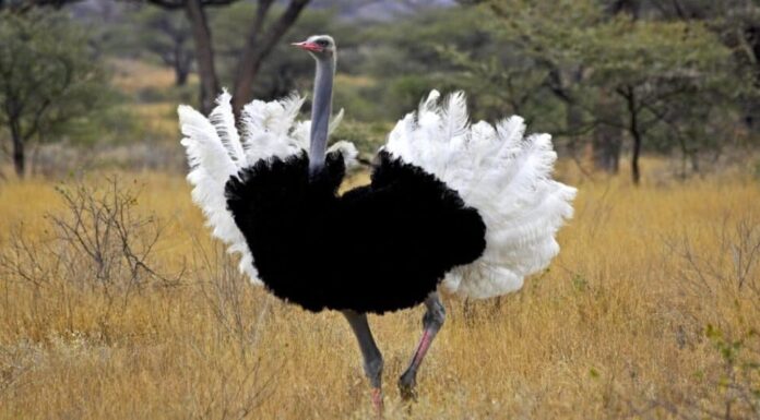 Tipi di grandi uccelli