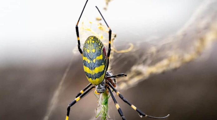 Il ragno giapponese Joro tessitore di sfere che mangia una cavalletta