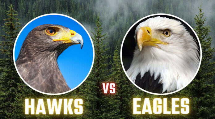 Falchi contro Aquile