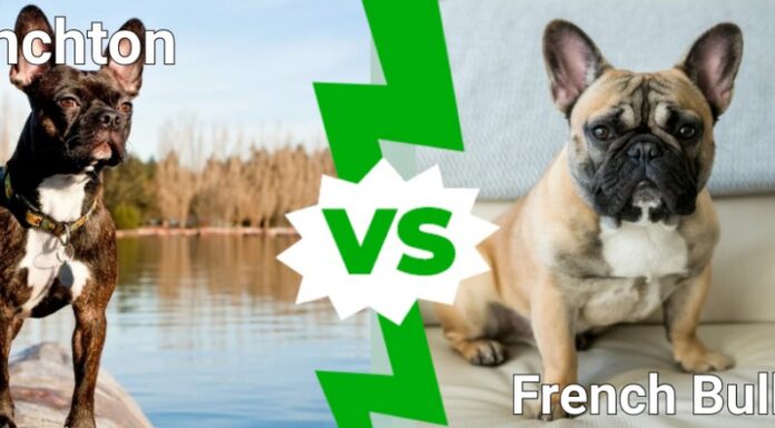 Frenchton contro Bulldog francese