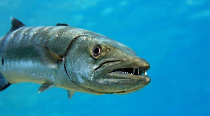 Animale aggressivo: Barracuda