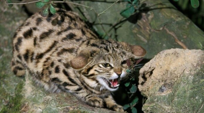 Gatti più mortali - gatto dai piedi neri