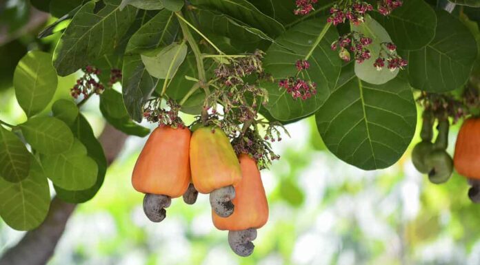 Frutti di anacardi sull'albero