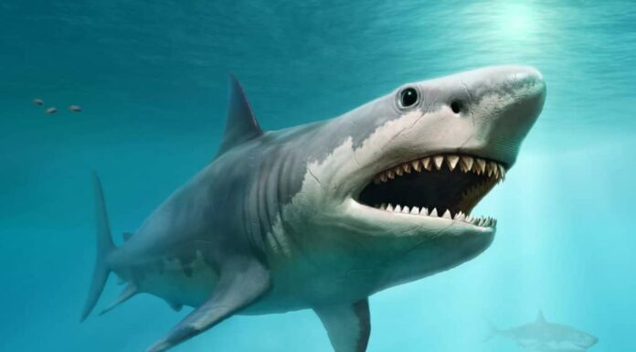 Megalodonte (Carcharocles megalodonte)