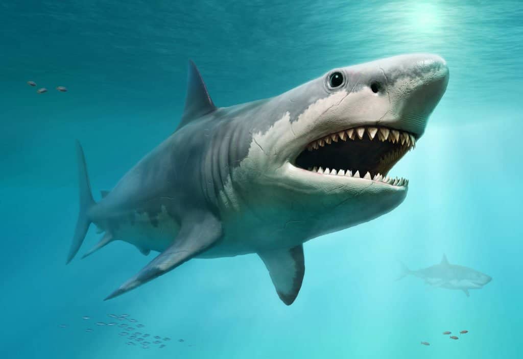 Megalodonte (Carcharocles megalodonte)