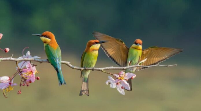  Gli uccelli sono mammiferi?  Spiegare la loro classificazione degli animali
