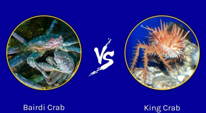 Granchio Bairdi vs Granchio Reale: quali sono le 6 differenze chiave?
