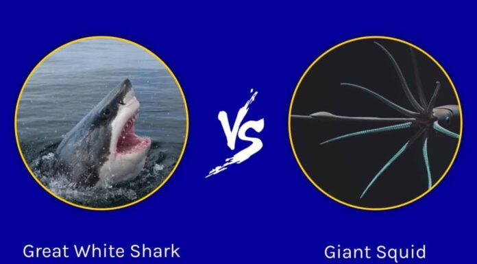 Grande squalo bianco vs calamaro gigante: quale colosso oceanico è più formidabile?

