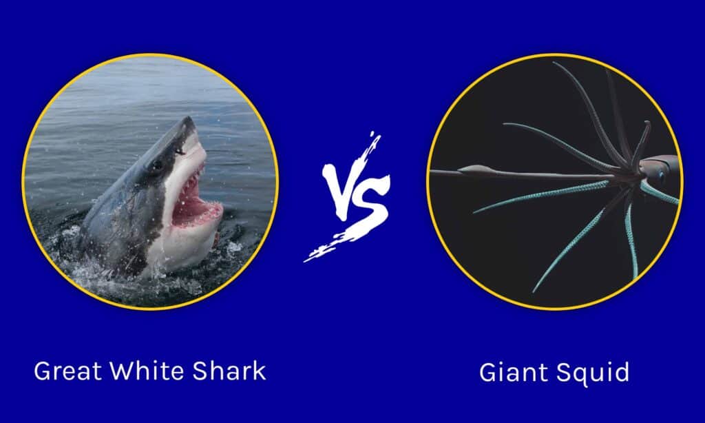 Grande squalo bianco vs calamaro gigante: quale colosso oceanico è più formidabile?