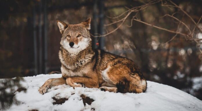 L'animale più raro è il lupo rosso