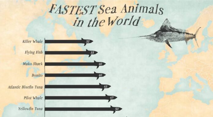 I 10 animali marini più veloci
