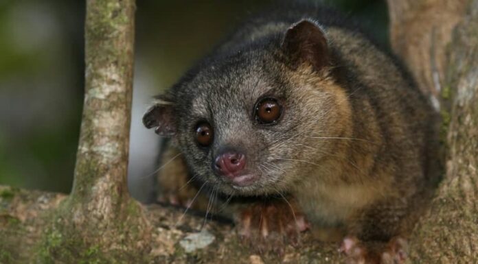 Gli animali più felici: Kinkajou