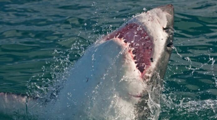 L'animale più mortale del mondo: gli squali