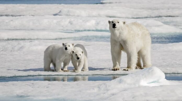 Animali più pesanti: orso polare