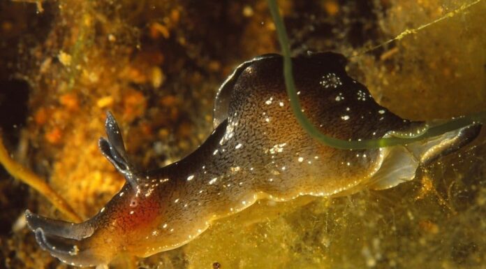 Una lepre di mare nell'oceano.