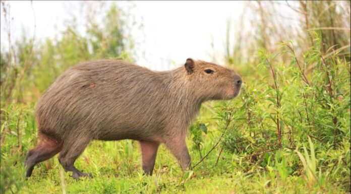 I 10 animali selvatici più amichevoli (migliori) del mondo
