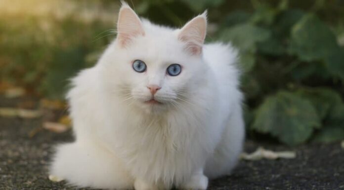 Gatti belli e più carini: l'angora turca