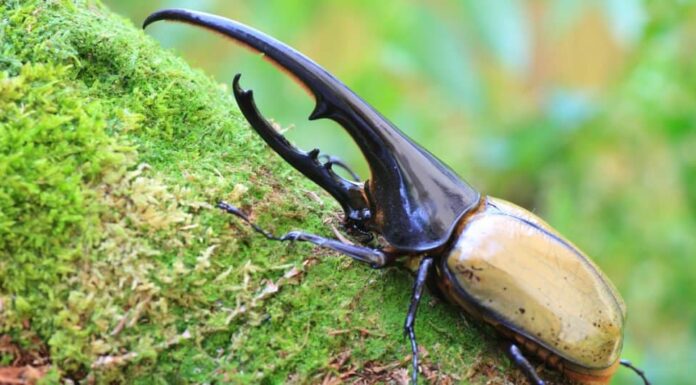 Gli insetti più grandi: lo scarabeo Ercole