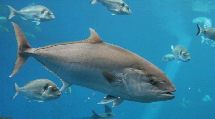 tonno che nuota nell'oceano sott'acqua noto come tonno rosso, tonno rosso dell'Atlantico (Thunnus Thynnus), tonno rosso settentrionale, tonno rosso gigante o tonno - foto d'archivio, fotografia d'archivio, immagine immagine