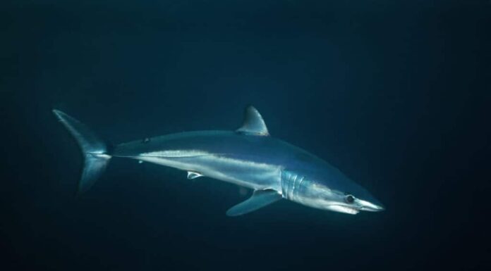 Lo squalo mako Longfin ha un corpo lungo e snello, affusolato e di colore grigio-blu.