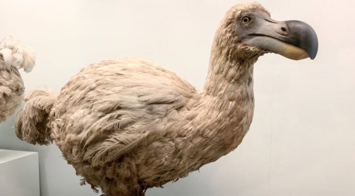 Dodo impagliato, un uccello incapace di volare estinto originario di Mauritius, a est del Madagascar nell'Oceano Indiano.
