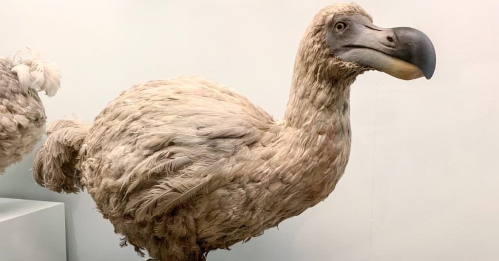 Dodo impagliato, un uccello incapace di volare estinto originario di Mauritius, a est del Madagascar nell'Oceano Indiano.