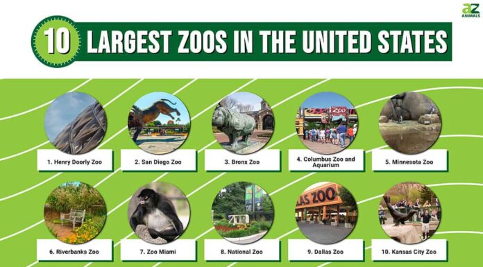 Questa infografica illustra i dieci zoo più grandi degli Stati Uniti