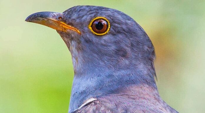 Un primo piano, profilo laterale di un cuculo.