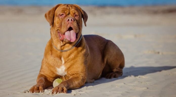 Le razze canine più grandi_ Dogue de Bordeaux