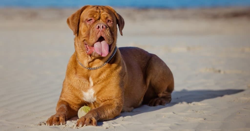 Le razze canine più grandi_ Dogue de Bordeaux