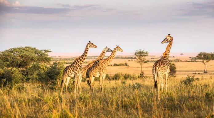 Gli animali più stupidi del mondo: la giraffa