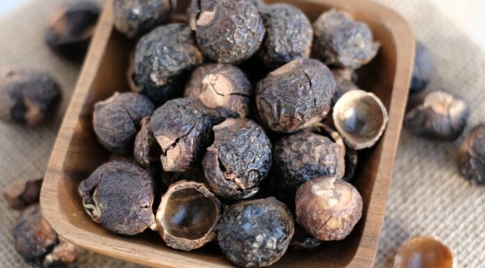 mucchio di noce di sapone per il lavaggio ecologico.  Frutto crudo di Aritha o Reetha noto anche come noci di sapone che è l'ingrediente principale di tutti i saponi e shampoo.