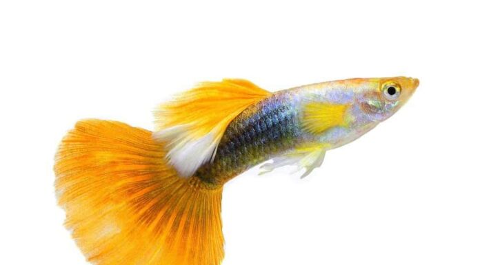Pesce Guppy isolato su sfondo bianco
