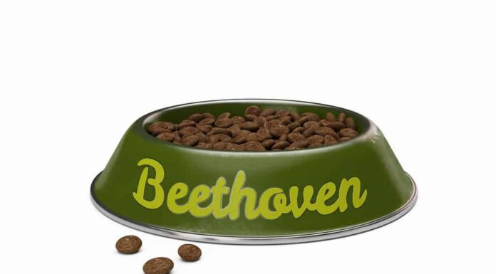 ciotola per cani verde con nome BEETHOVEN di cane isolato su bianco