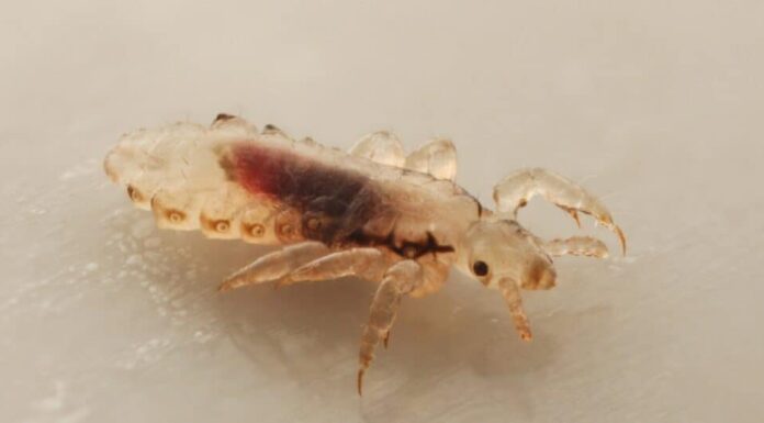 I 9 insetti più pericolosi al mondo (e i danni che possono causare)
