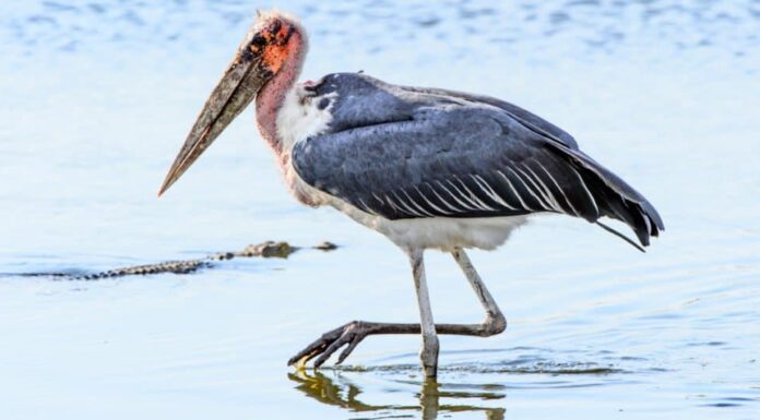 Il <a wp-image-62177