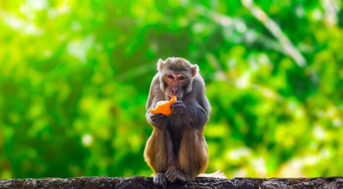 Scimmia che mangia