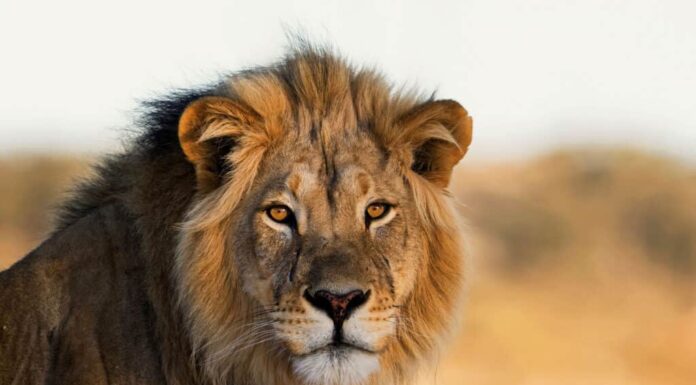 Leone maschio, Kalahari, Sud Africa