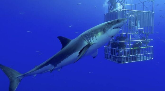 Sono mammiferi degli squali