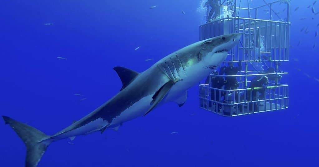 Sono mammiferi degli squali