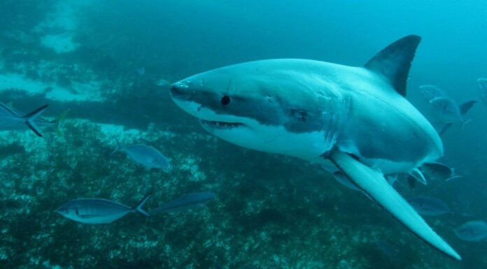 Cosa mangiano i grandi squali bianchi?