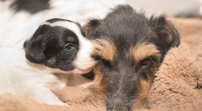 cane che si strofina la mamma
