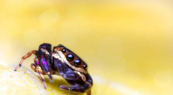 Ragno saltatore viola e oro