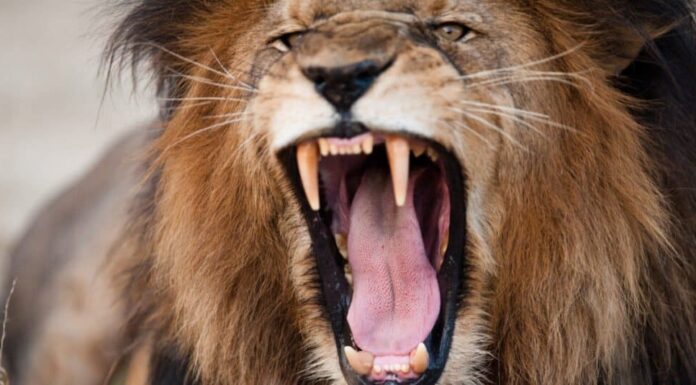 Forza del morso del leone - Leone che ruggisce e mostra i denti