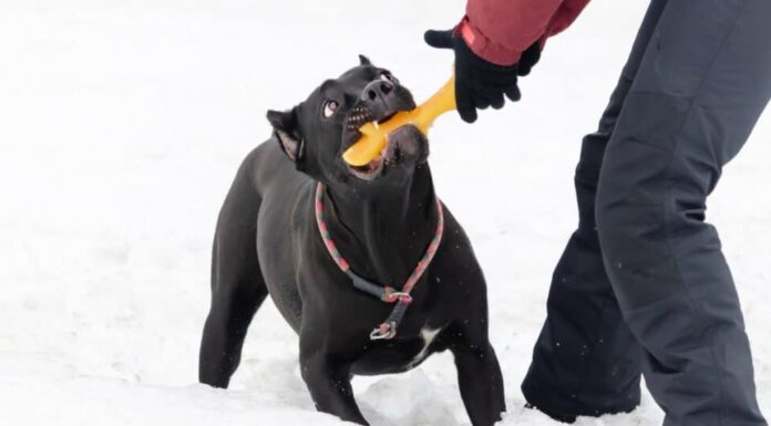 Le 10 razze di cani più forti e potenti
