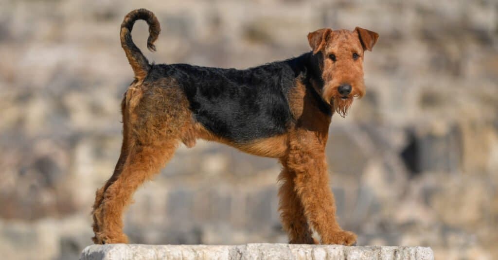 Airedale in piedi in cima alla colonna