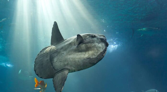 Un pesce luna d'acqua salata da record mondiale è stato recentemente scoperto vicino alle Azzorre.