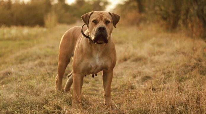 Le 15 razze canine più pericolose nel 2024
