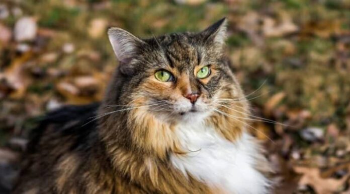 Sono gatti mammiferi